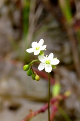 湿原の花たち～モウセンゴケ(白）