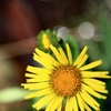 湿原の花たち～ミズギク