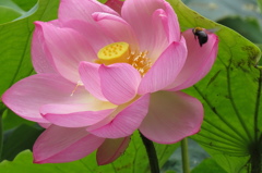 蓮花とオオハナアブ