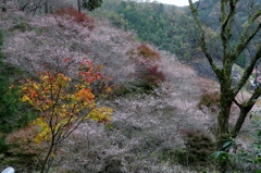 錦を彩る桜色