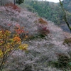 錦を彩る桜色
