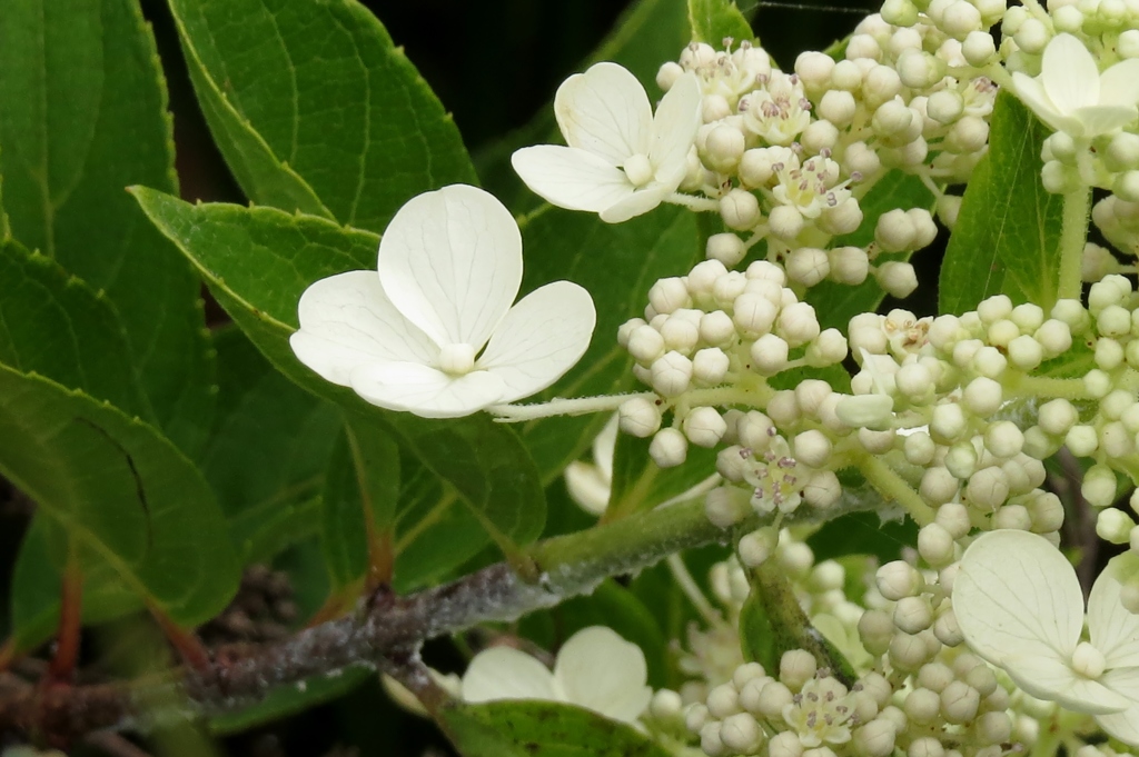 湿原の花たち～ノリウツギ