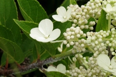 湿原の花たち～ノリウツギ