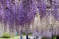 violet cascado