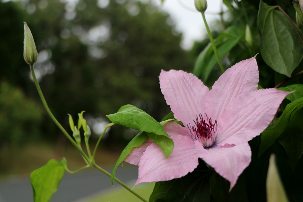 初夏の花たち～クレマチス桃色