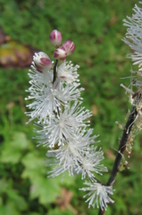 高原の花たち～晒菜升麻