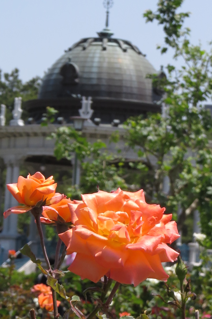 鶴舞公園の薔薇たち～柿色