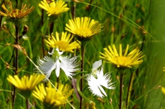 湿原の花たち～黄色の草原に飛翔