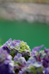 形原あじさいの里～紫花