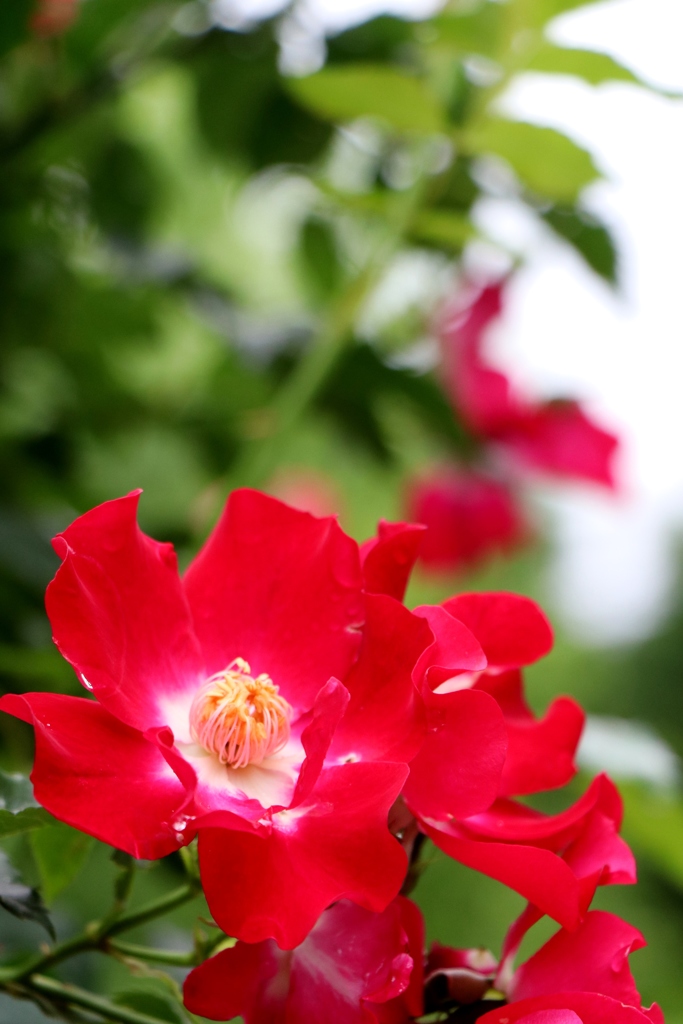 初夏の花たち～カクテル