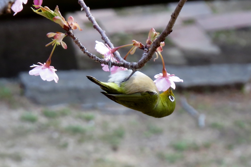 河津桜にメジロ