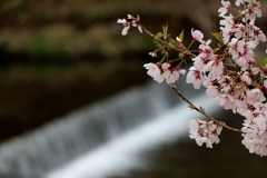 名倉川とコヒガン桜