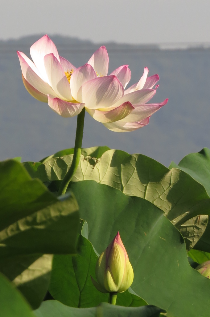 朝日に咲く