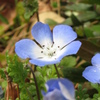 日差しに誘われて～ネモフィラ