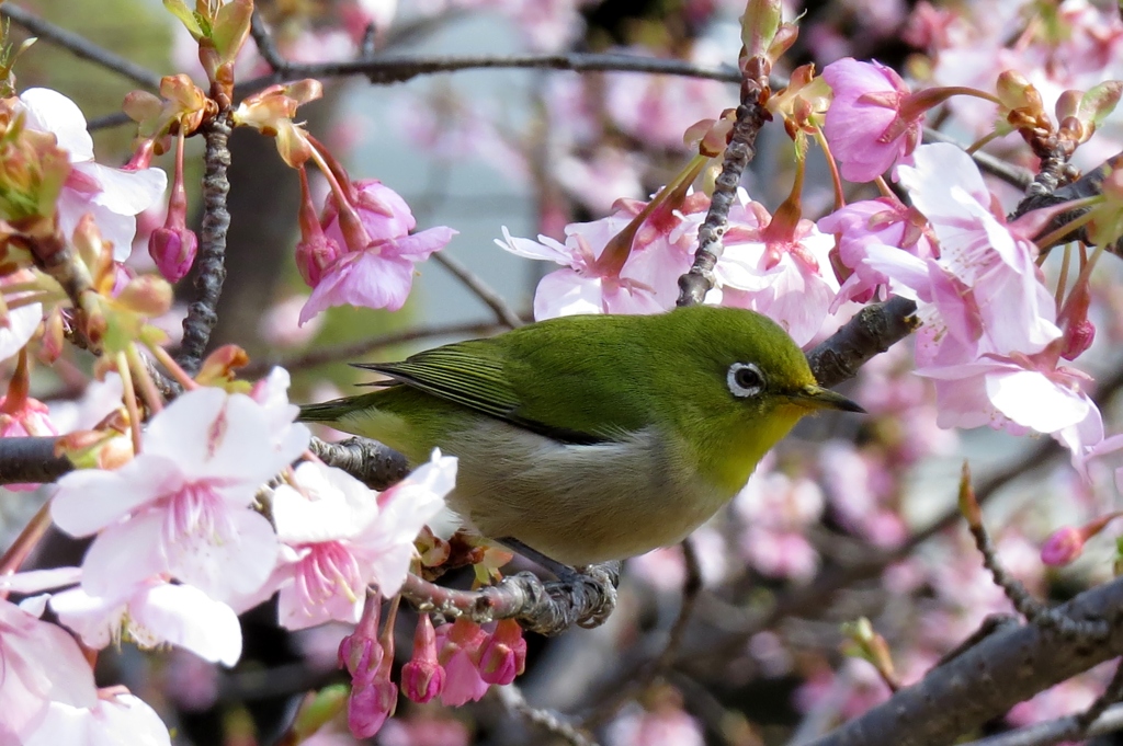 桜の園に抱かれて