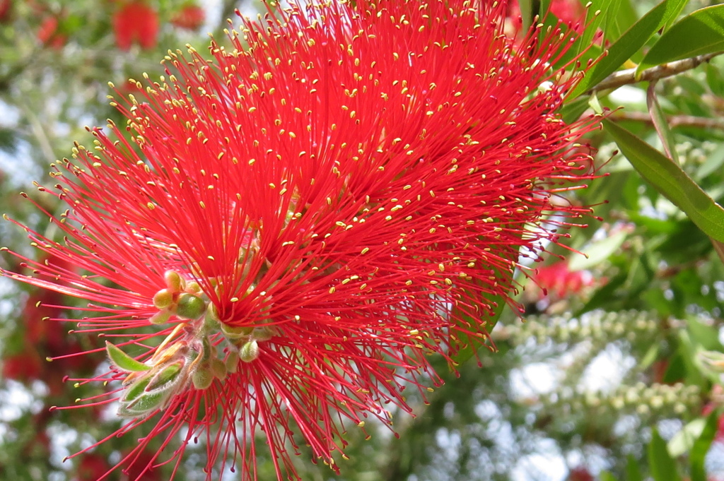 朱に染まり～キンポウジュ