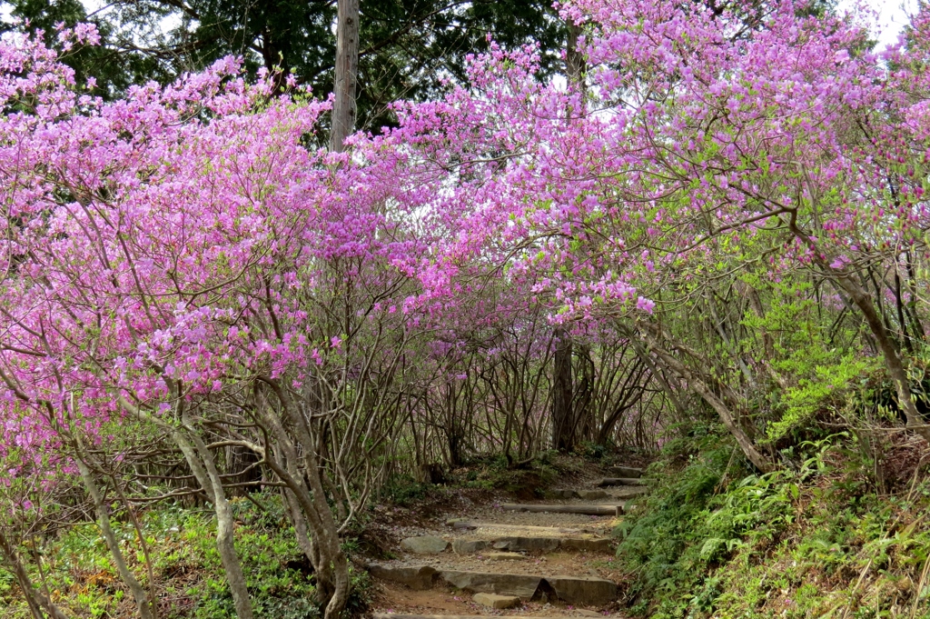 紫のトンネル～小葉の三葉躑躅