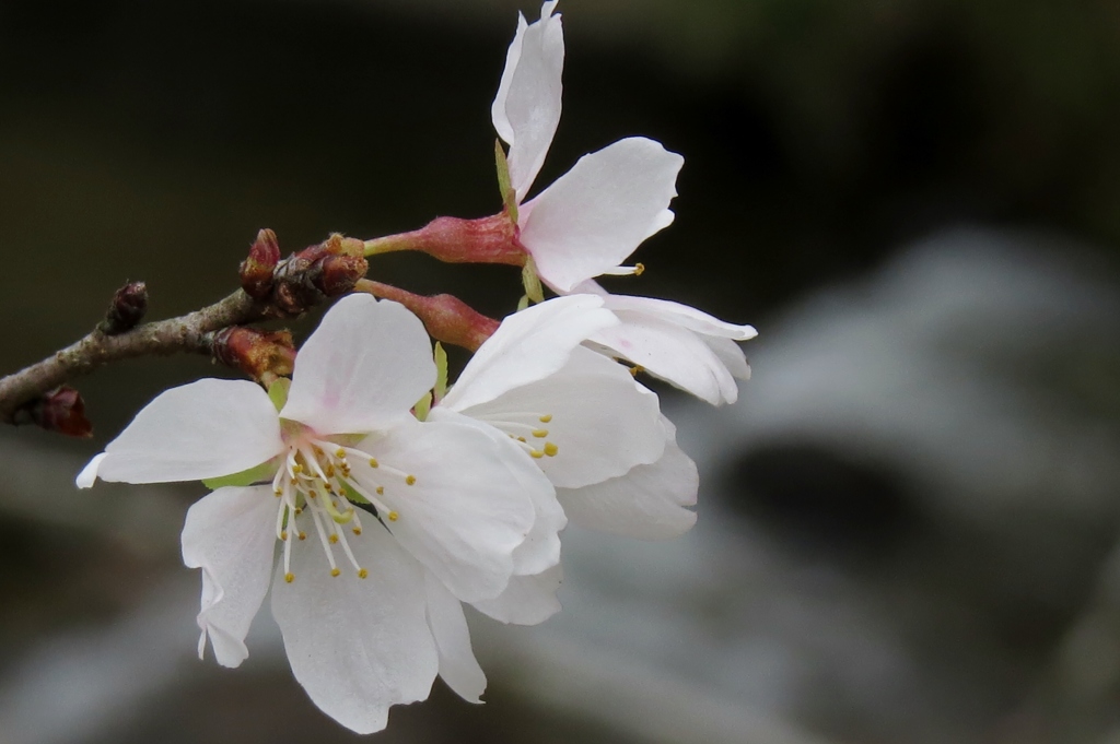 秋冷に咲く～四季桜