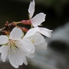 秋冷に咲く～四季桜
