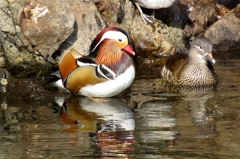 mandarin duck