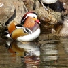 mandarin duck