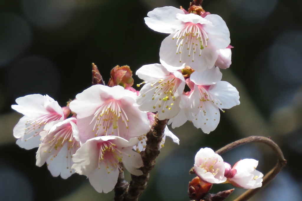 梅は咲いて桜も咲いて