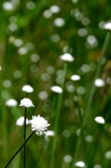 湿原の花達～シラタマホシクサの輝き