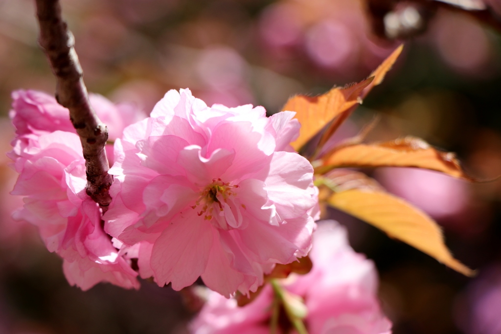 八重の桜ひかる