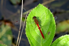 湿原の虫たち～アキアカネ？