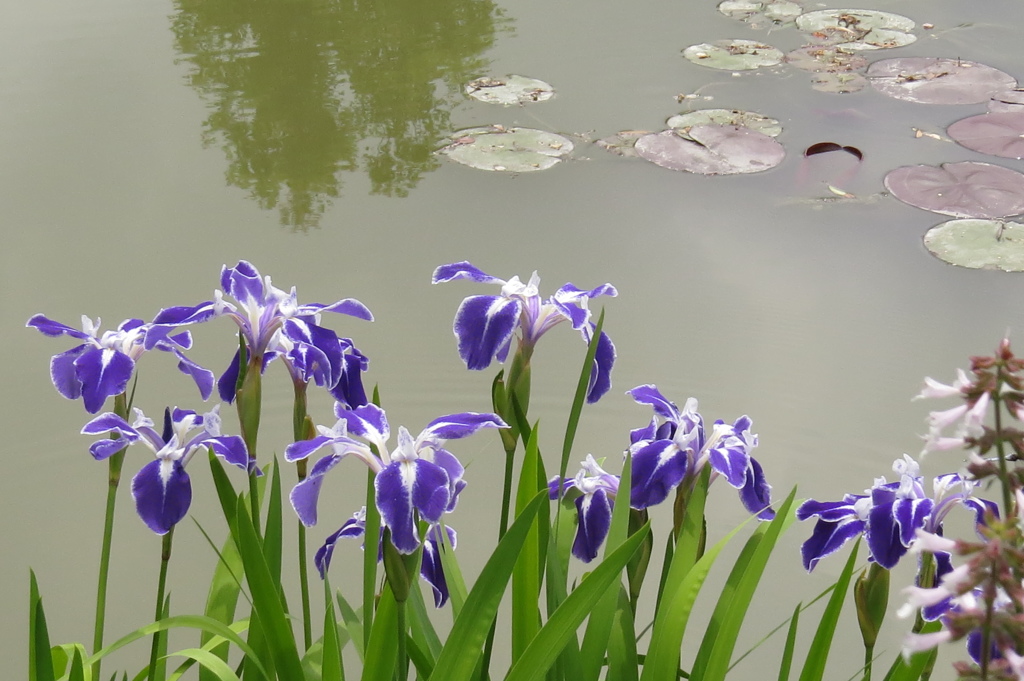 モネガーデンの花たち～花菖蒲