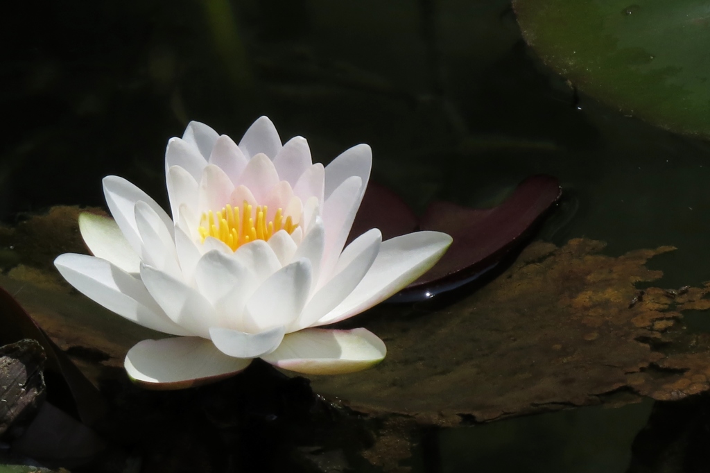 モネの池～睡蓮