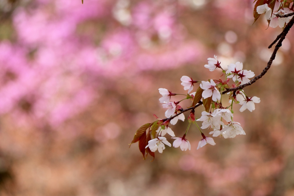 桜を追いかけて～ピンクの世界