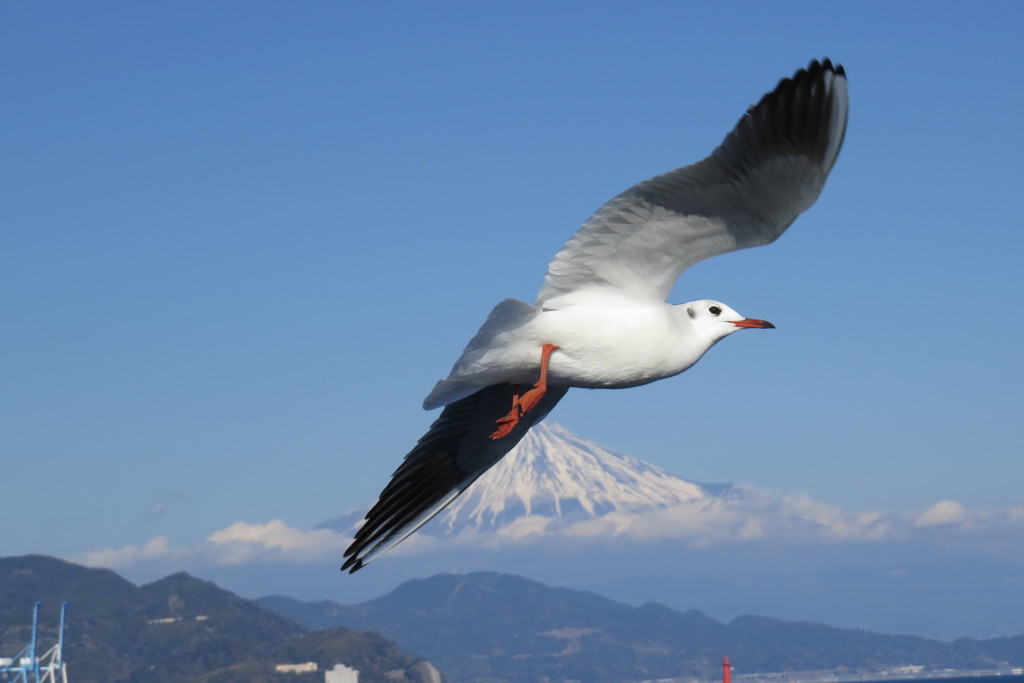 風を切って