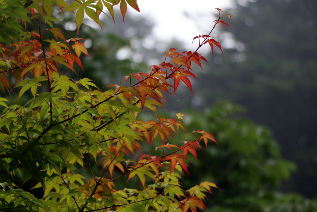 もう紅葉～高原にて