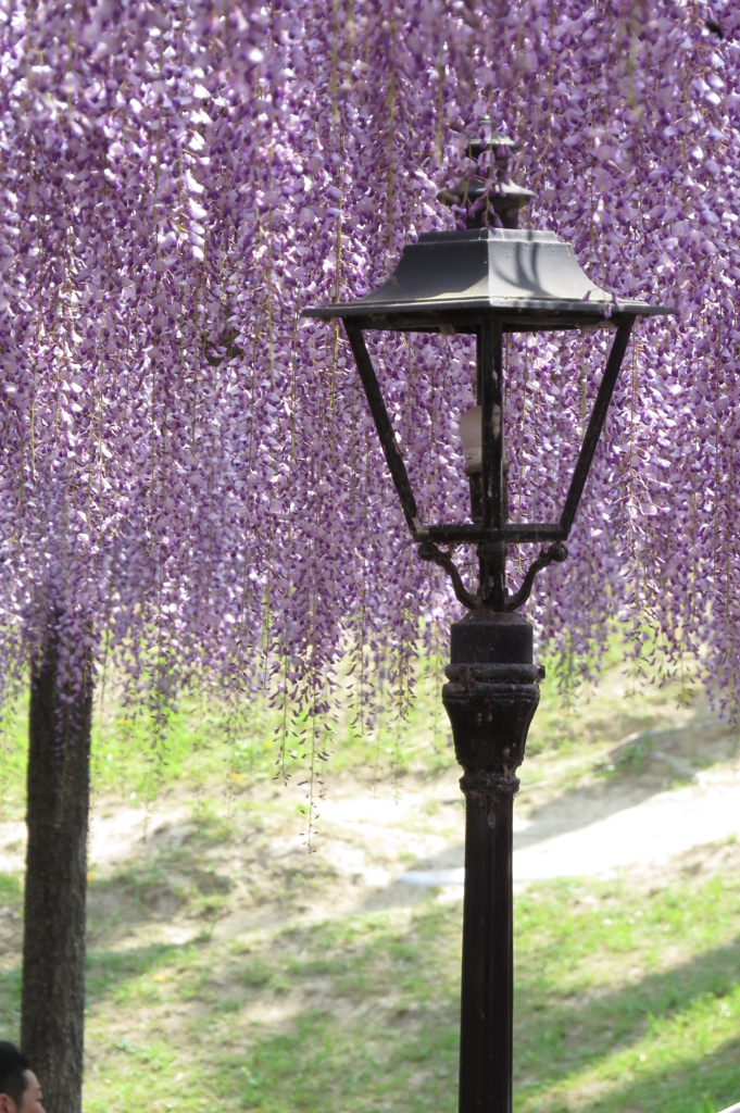 藤棚～和洋折衷