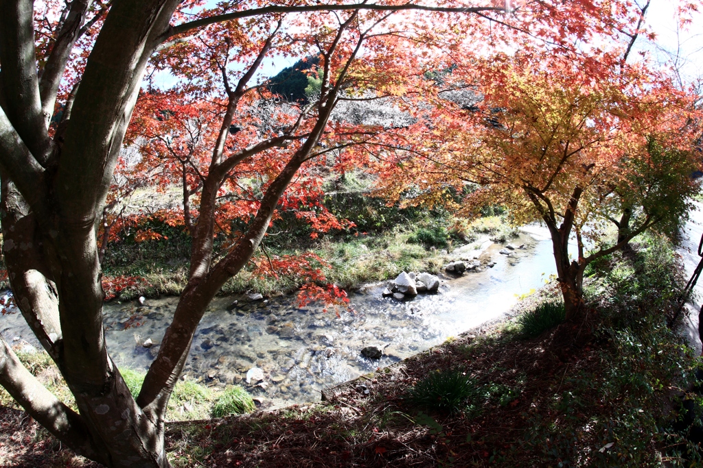 川の流れに輝き