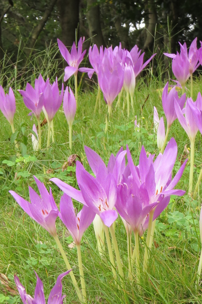 群生～コルチカム