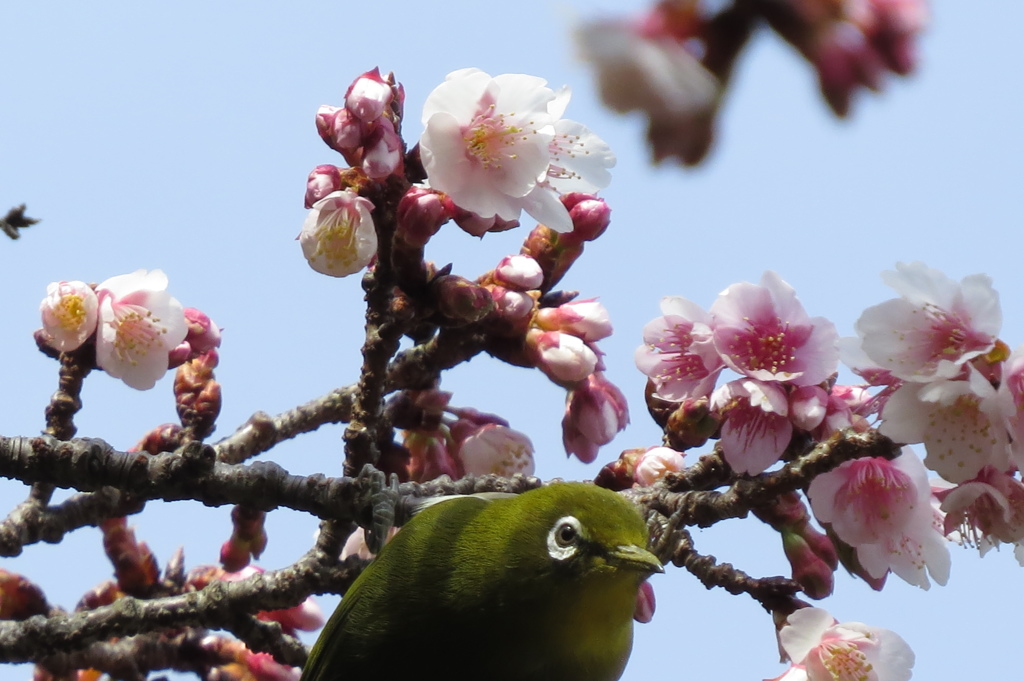 桜の蜜に誘われて