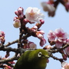 桜の蜜に誘われて