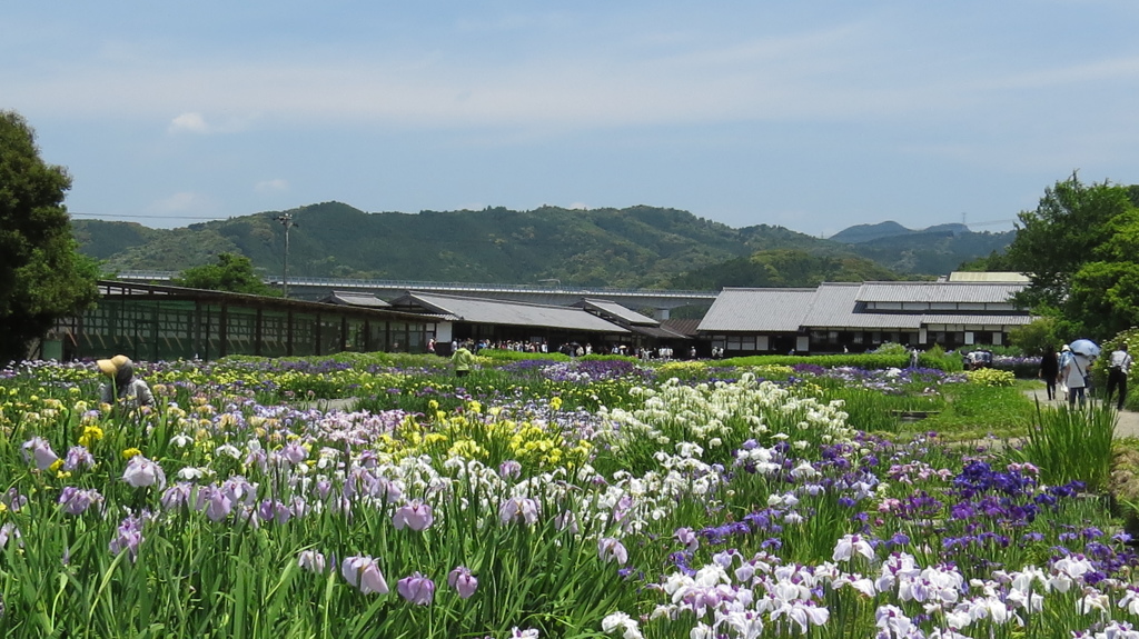 加茂荘花鳥園～花菖蒲園