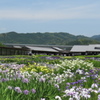 加茂荘花鳥園～花菖蒲園