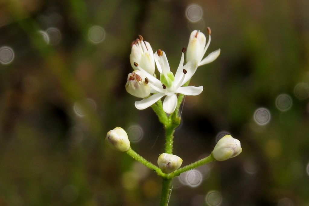 湿原の花たち～イワショウブ
