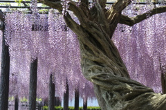 purple shower ～ with old trunk