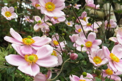 秋に咲く～シュウメイギク