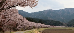 山里の桜並木