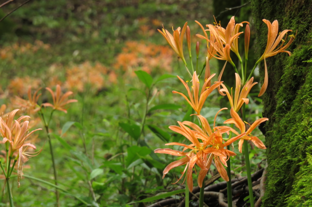オオキツネノカミソリ ［大狐の剃刀］