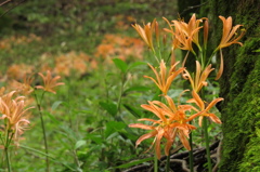 オオキツネノカミソリ ［大狐の剃刀］