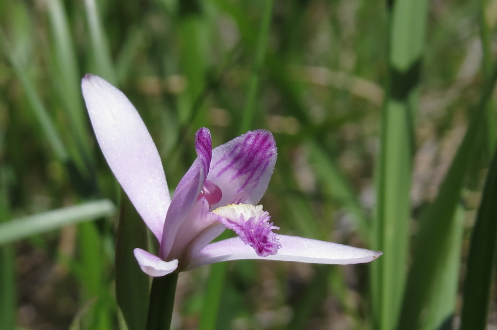 湿原の花たち～初夏に輝き