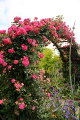 初夏に咲く花たち～薔薇アーチ