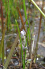 湿原の花たち～ムラサキミミカキグサ